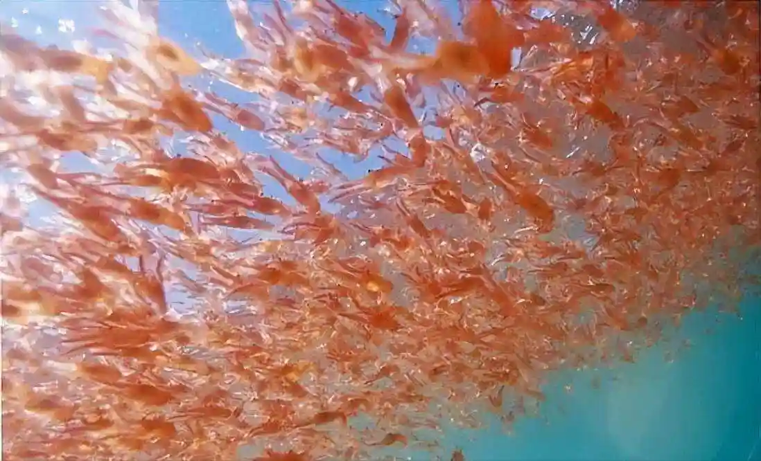 南极磷虾每年被吃掉至少2亿吨，为何至今还没有灭绝？...