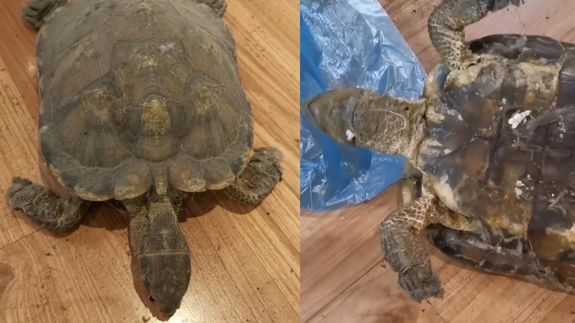 成都女子床底发现“失踪”12年乌龟，干尸状态还能救活吗？