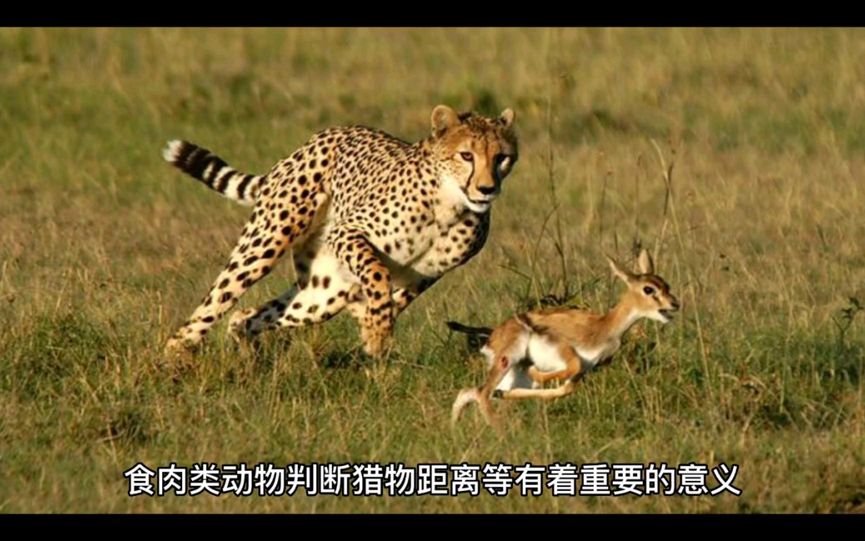 人类的眼睛为什么和猎食者一样长在前边？...