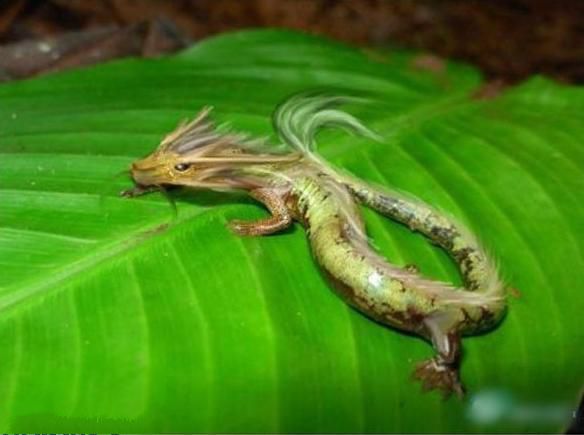 传闻真假辨别技巧 如何避免信以为真