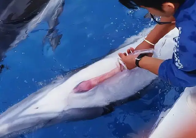 动物交配只是为了繁衍？...