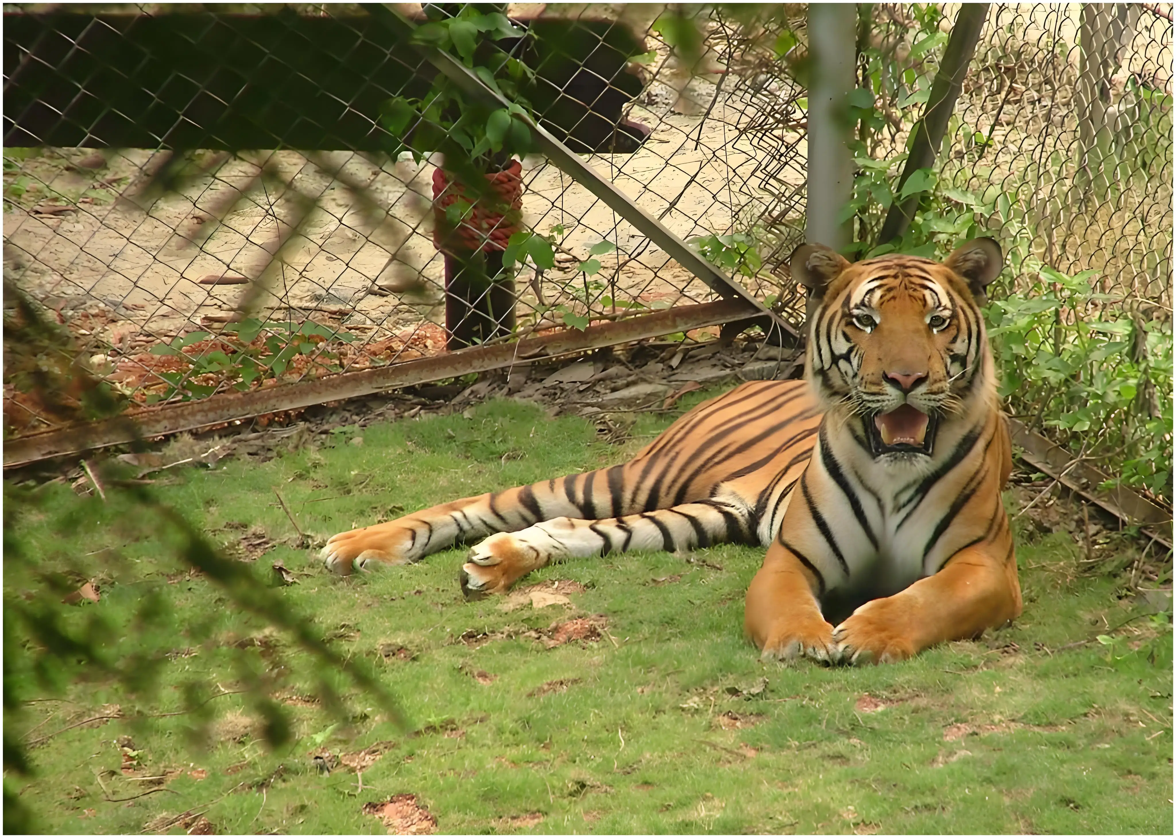 华南虎还有希望恢复野生种群吗?...