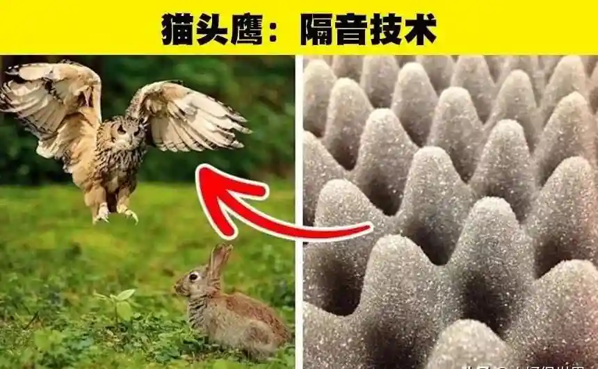 人类模仿动物发明了哪些惊人创意？