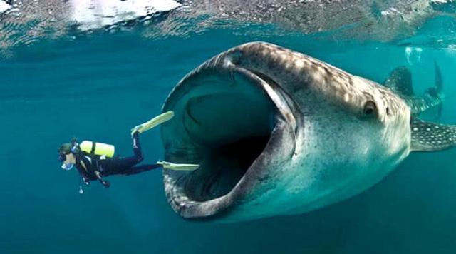 人如果被鲸鱼吞掉，用一把锋利的刀可以逃出来吗？...