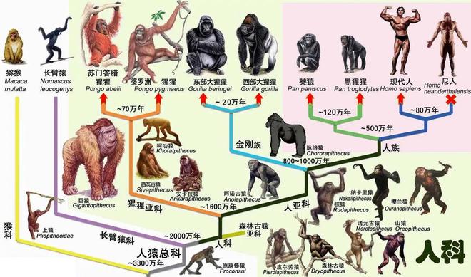 为什么人类和其他物种都有生殖隔离？这意味着什么？...