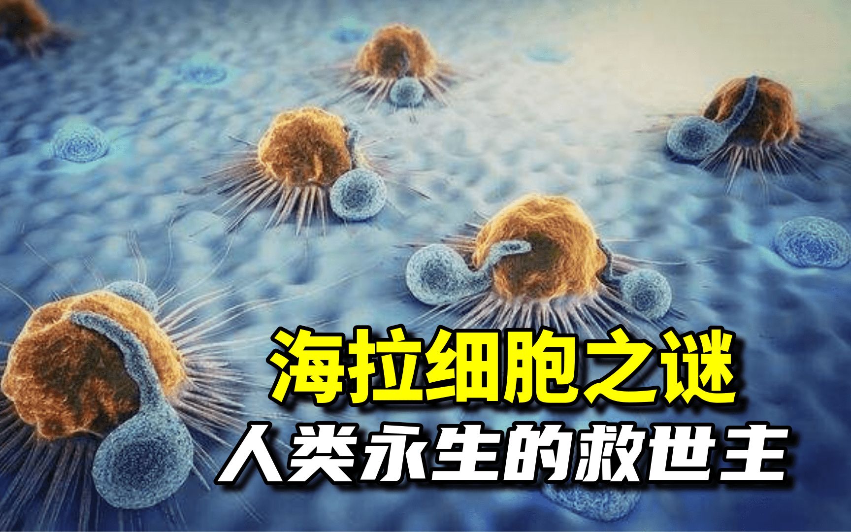 海拉细胞为什么可以不断繁殖?...