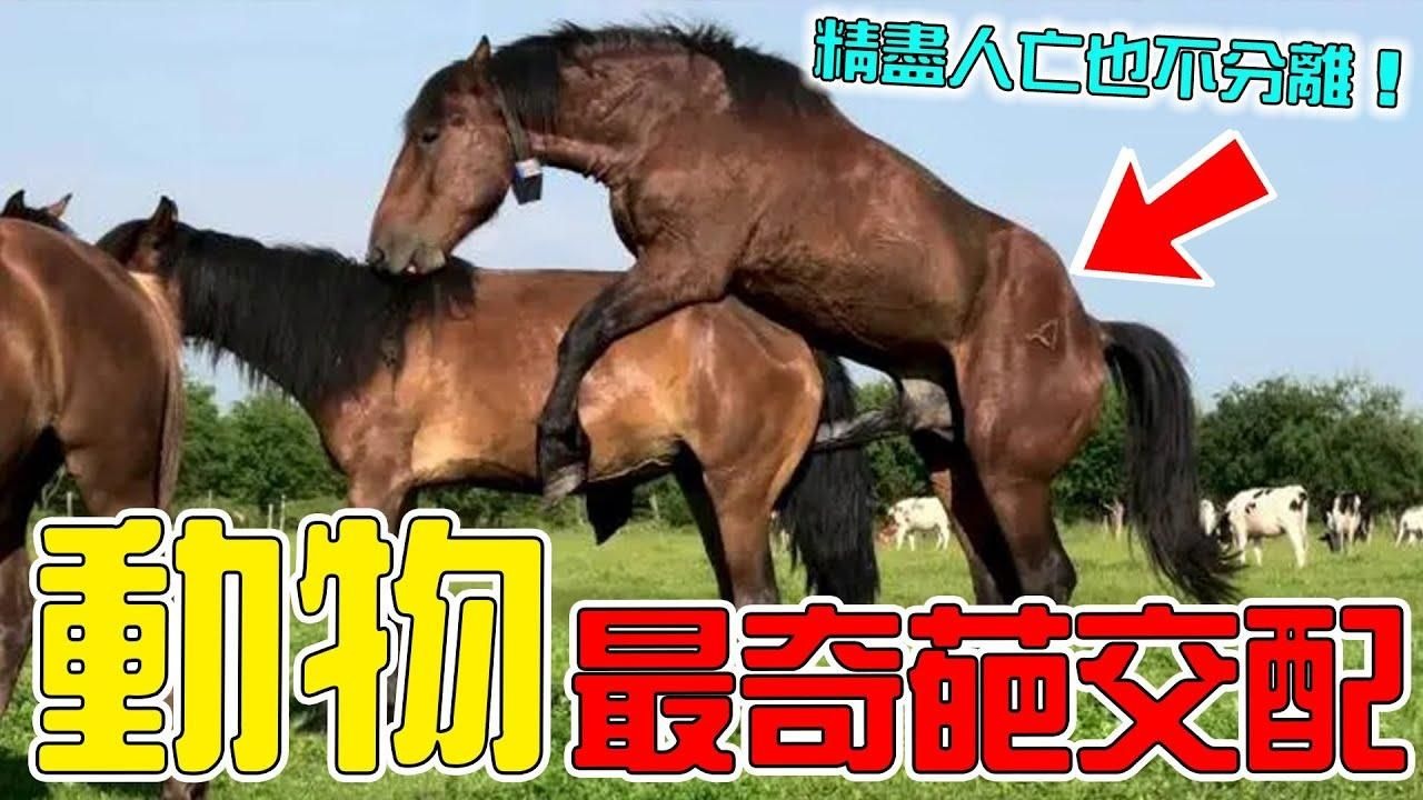 为什么动物界的生殖行为那么奇怪？你知道这些冷知识吗？