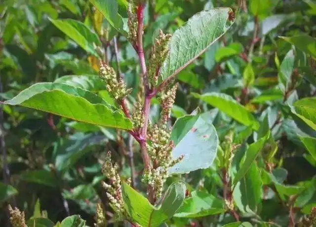 花费近百亿，英国无法彻底消灭的“日本虎杖”，为何我...