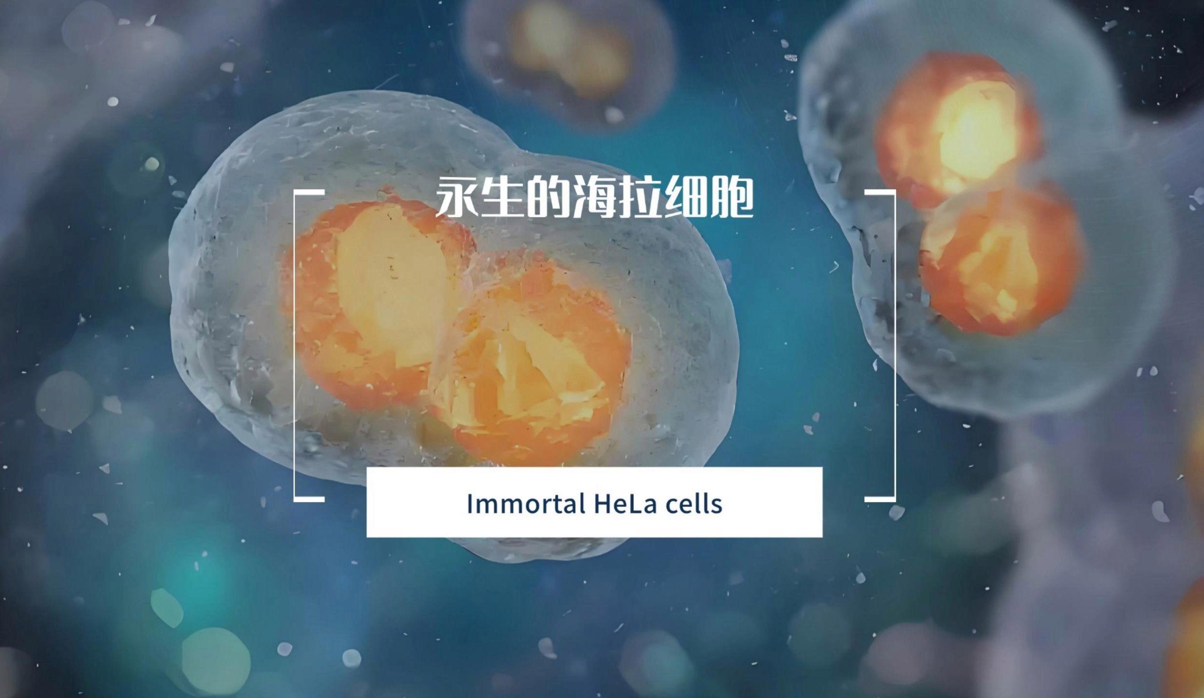 海拉细胞为什么能永生？注射进人体会发生什么？