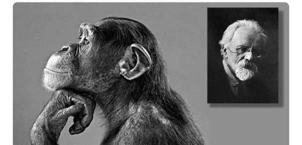 疯狂的实验，科学家把黑猩猩当人类养，最后儿子却很受...