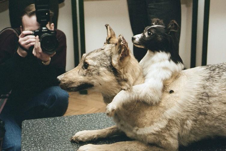 历史上的“双头狗”实验是怎么回事？最后那两只狗活了...