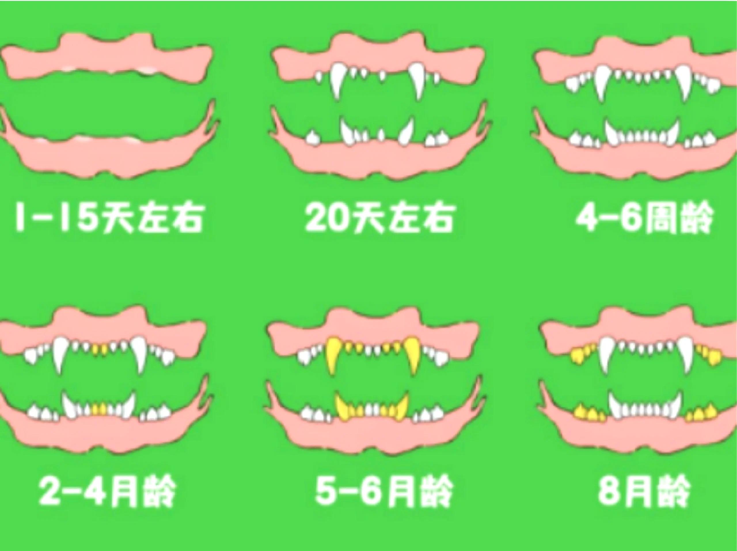 狗的弱点在哪里?被疯狗攻击如何正确的应对?...
