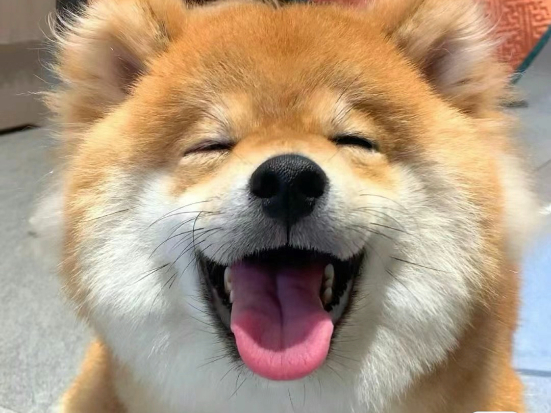 为什么有的狗狗会微笑哪？...