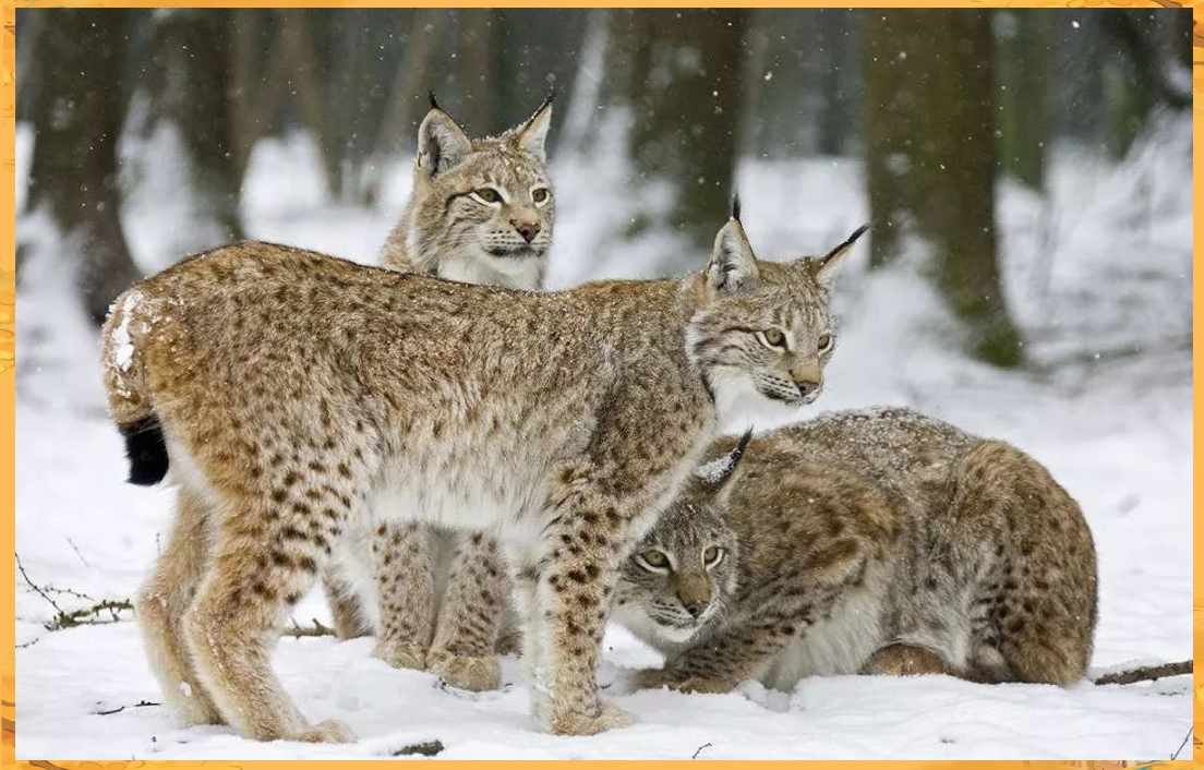 大兴安岭出现的大型野兽,国外定时猎杀,为何在我国受...