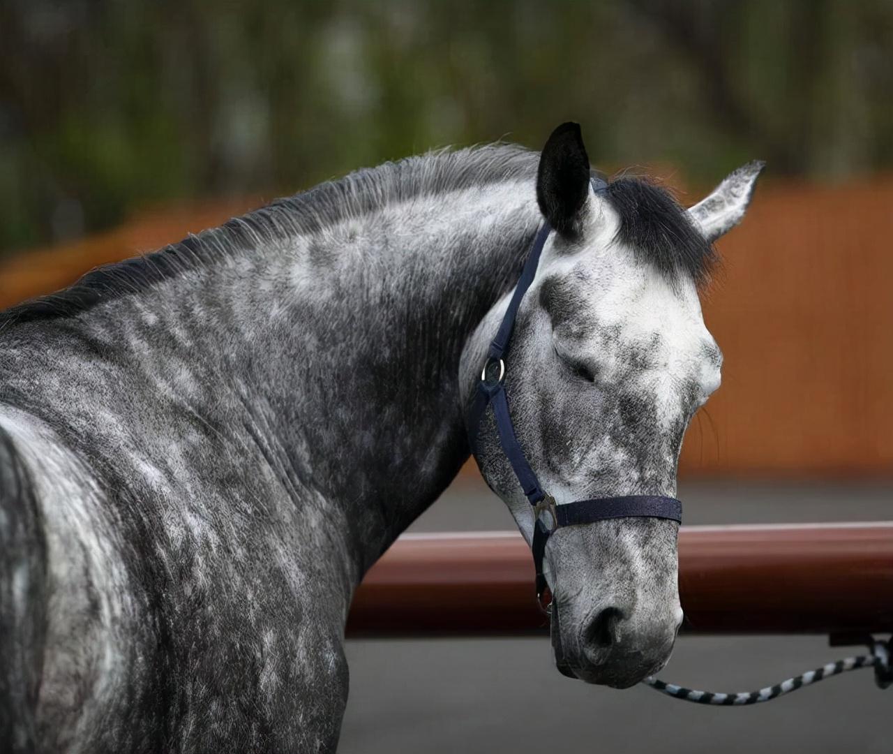 马为什么站着睡觉 站着睡觉不累吗