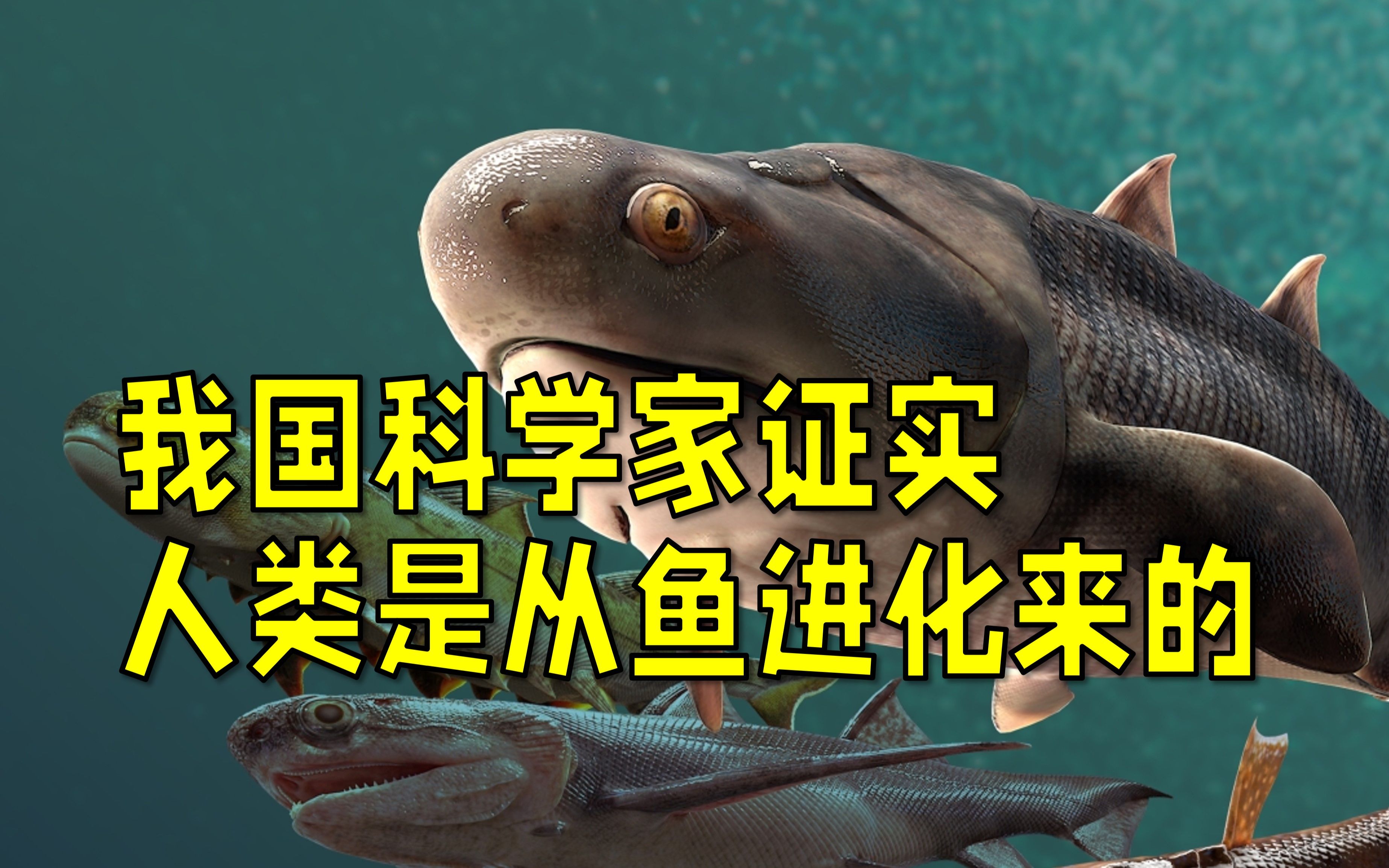 科学家证实，人类是从鱼类进化来的，进化过程大概是怎...