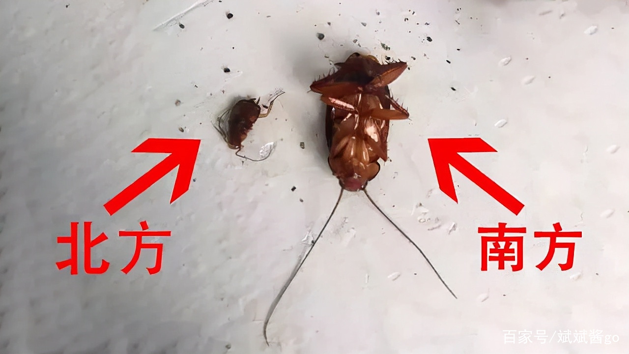 踩死的蟑螂凭空消失 蟑螂尸体不见了怎么回事