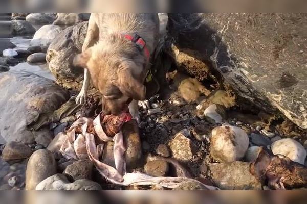 猫真的爱主人吗？它们会在主人去世后做什么？