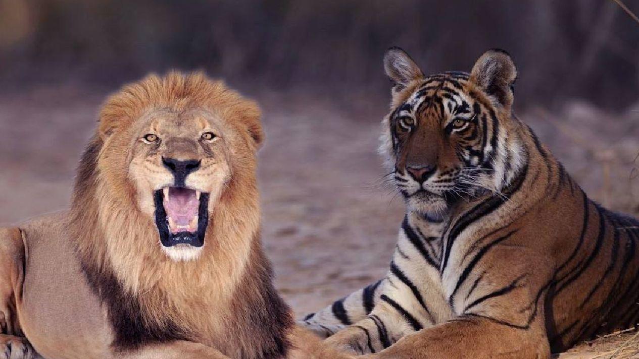 老虎和狮子真的能杀死大象吗？揭秘它们的“天敌”真相！