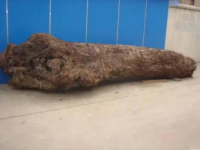 价值千金的金丝楠木，为什么没有人去种植？...