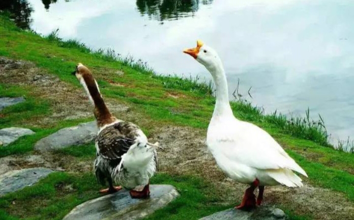 为什么民间传说说“有鹅的地方蛇跑光”是真的吗？