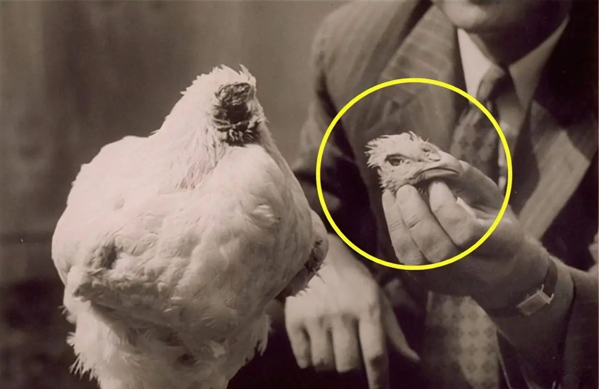 无头鸡到底是怎么活过来的？为何没头还能活18个月？