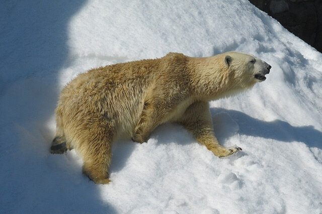 世界十大神奇杂交动物 人类见证进化的三趾石龙子