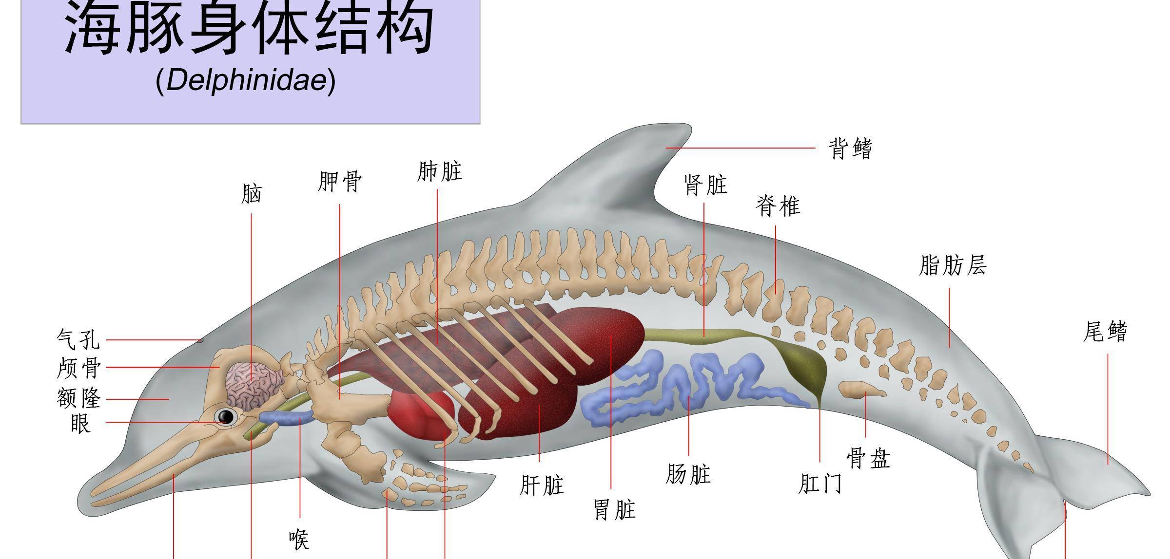 海豚为什么被认为是变态生物？从交配方式来看，已具人...