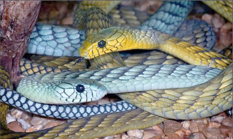 中国球迷为何心随科比钟爱一生?...