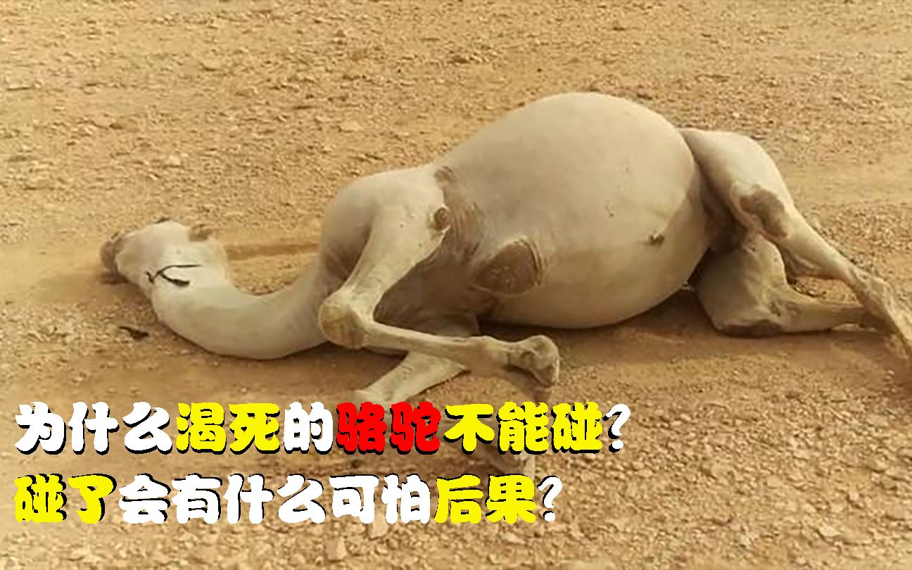 沙漠中遇见渴死的骆驼为什么不能碰？...