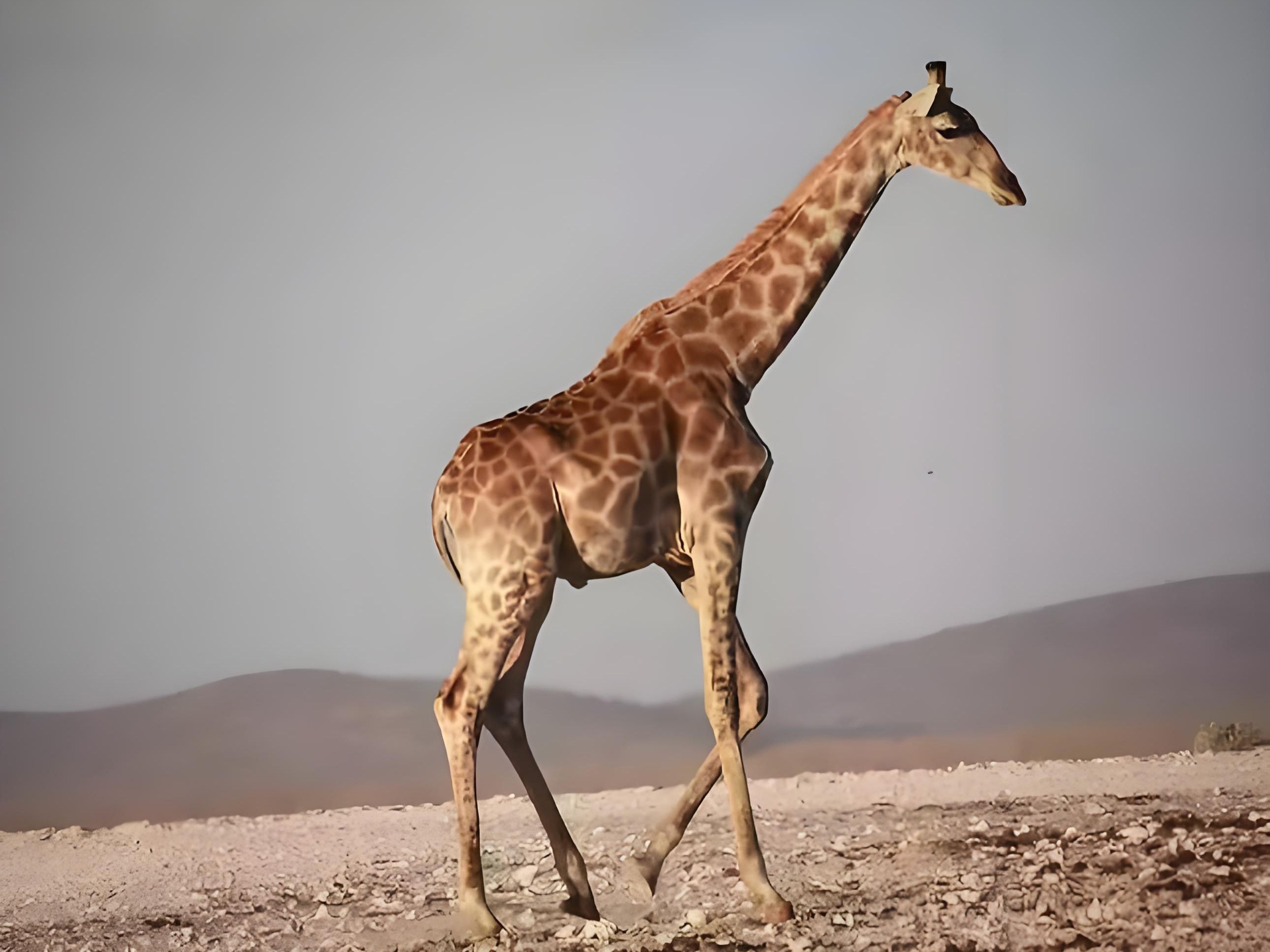 长颈鹿的战斗力到底有多强？狮子和老虎谁更厉害？长颈鹿怕不怕它们？