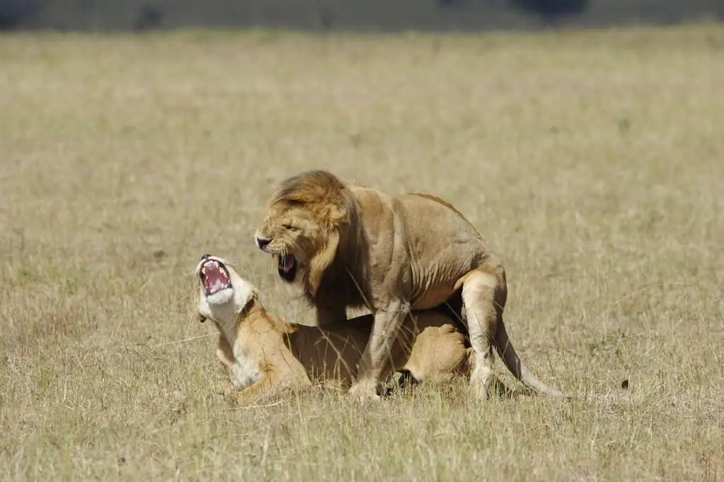 交配后变仇人？雄狮和雌狮交配后为什么发生一阵打斗？...