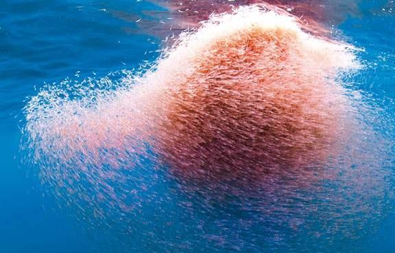 科学家推测：2020年两千头灰鲸死亡，第六次生物灭...