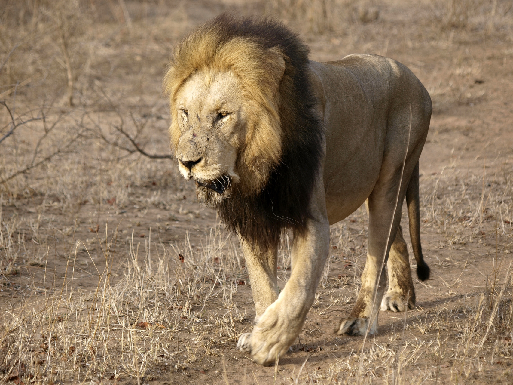 世界上最厉害的动物 非洲鬣狗最怕什么动物