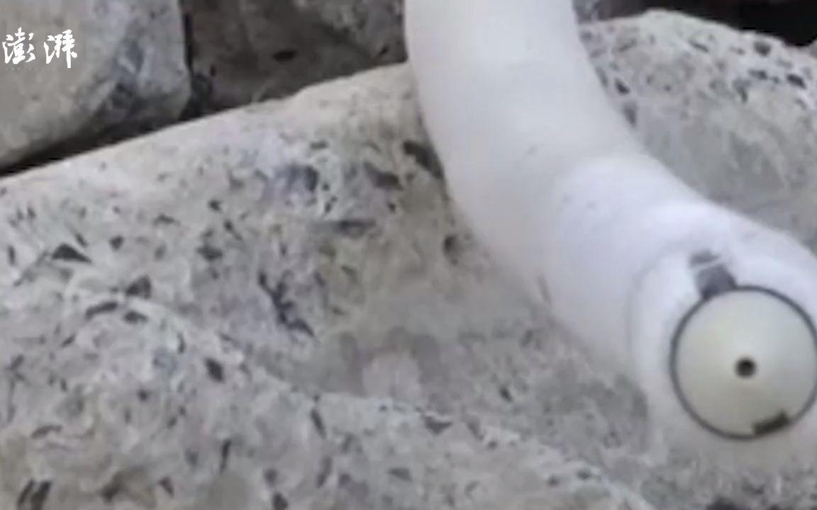 地震后地上生白毛 地震白毛到底是什么东西