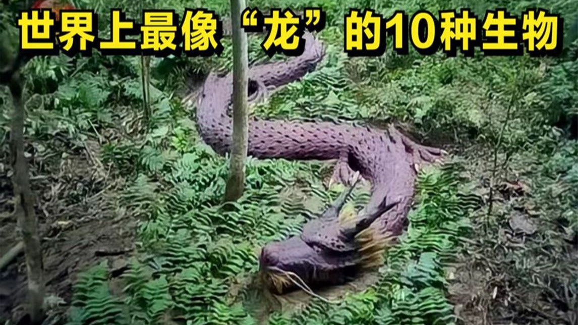 龙真实存在吗 龙是虚构还是真实生物