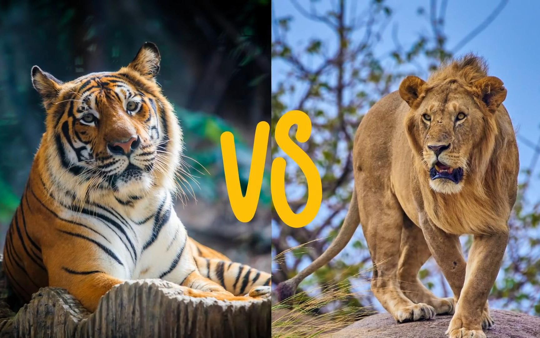 老虎为什么比狮子厉害？被老虎舔一下，真的会掉一层皮...