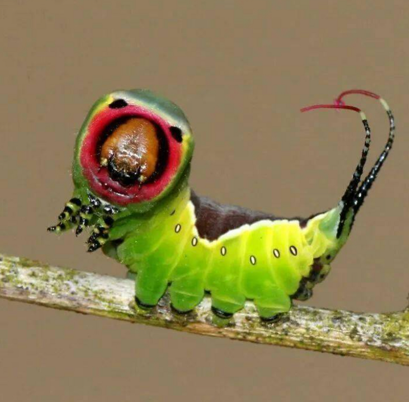 哪些毛毛虫是最毒的？你必须知道的十大致命毛毛虫！