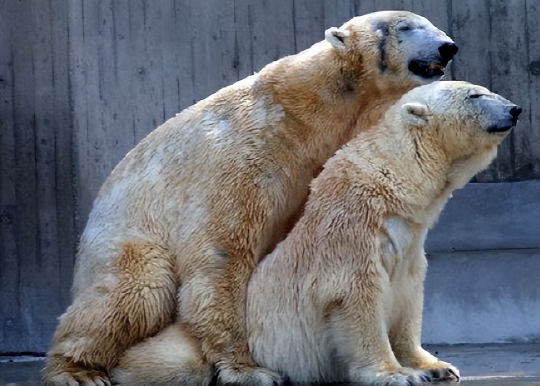 动物界的爱情与交配：它们真的能忠诚一生吗？