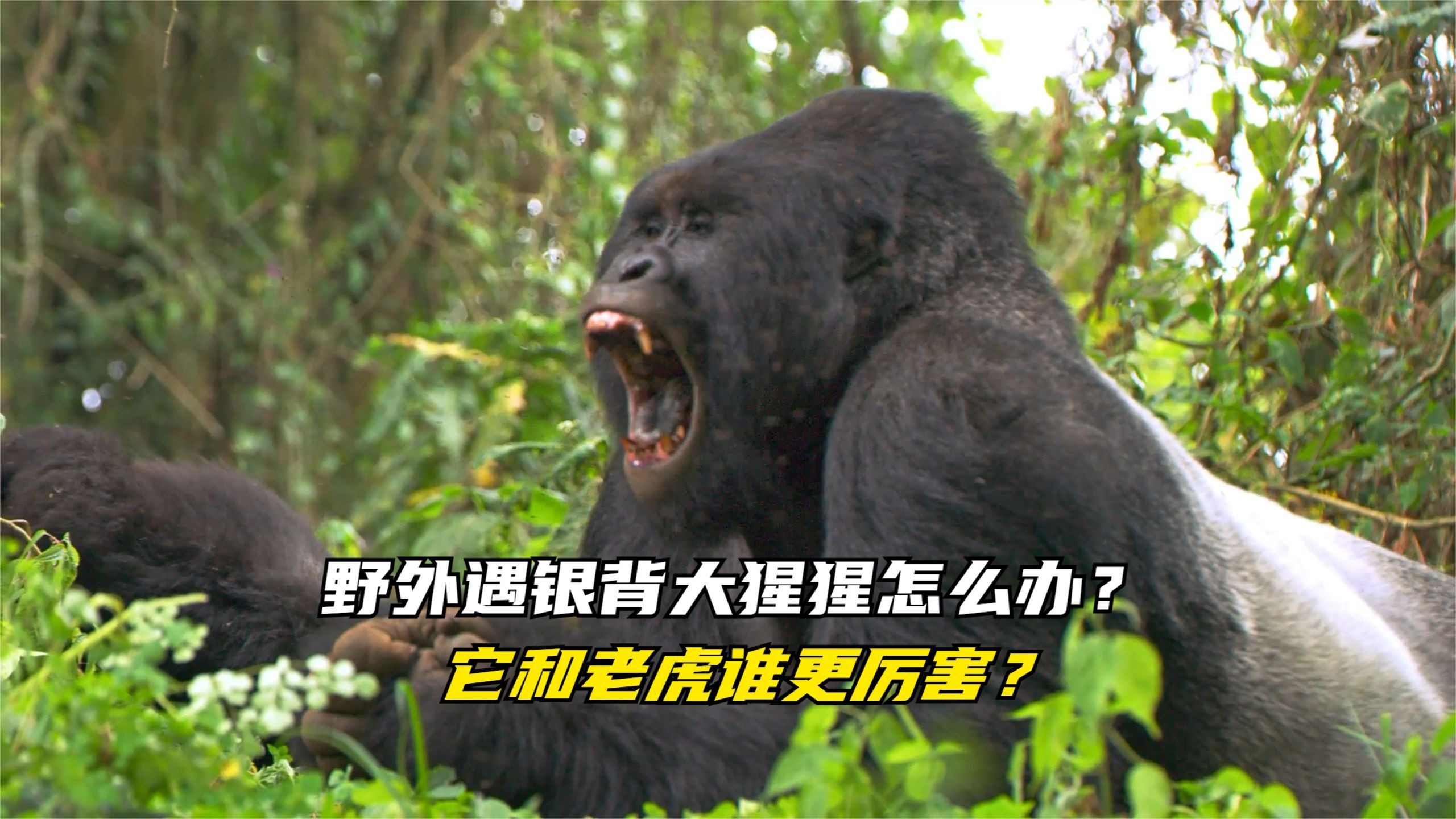 银背大猩猩遇到老虎 谁能打赢这场对决