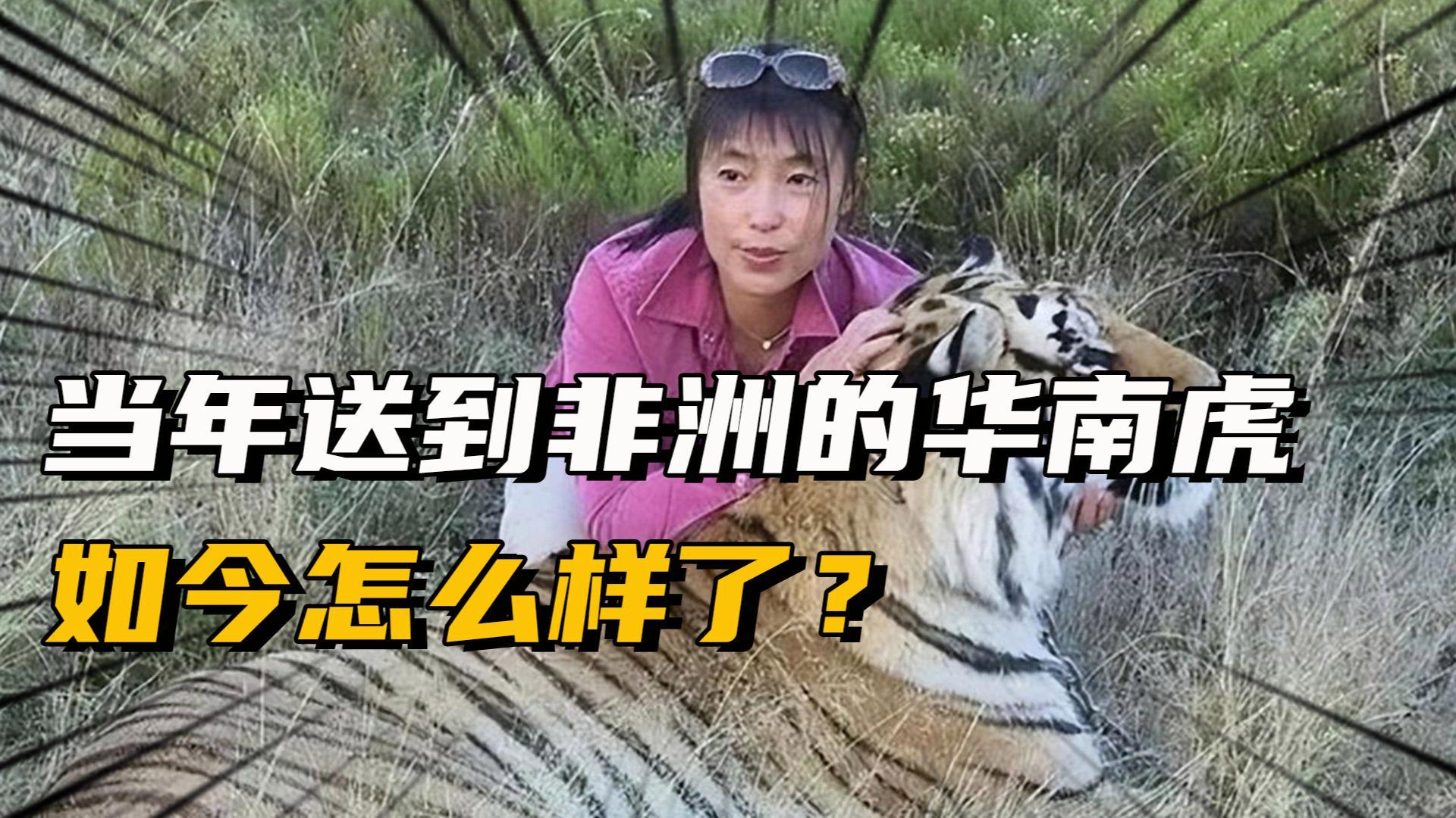 当年被送往非洲野化的两只华南虎，现在到底怎么样了？