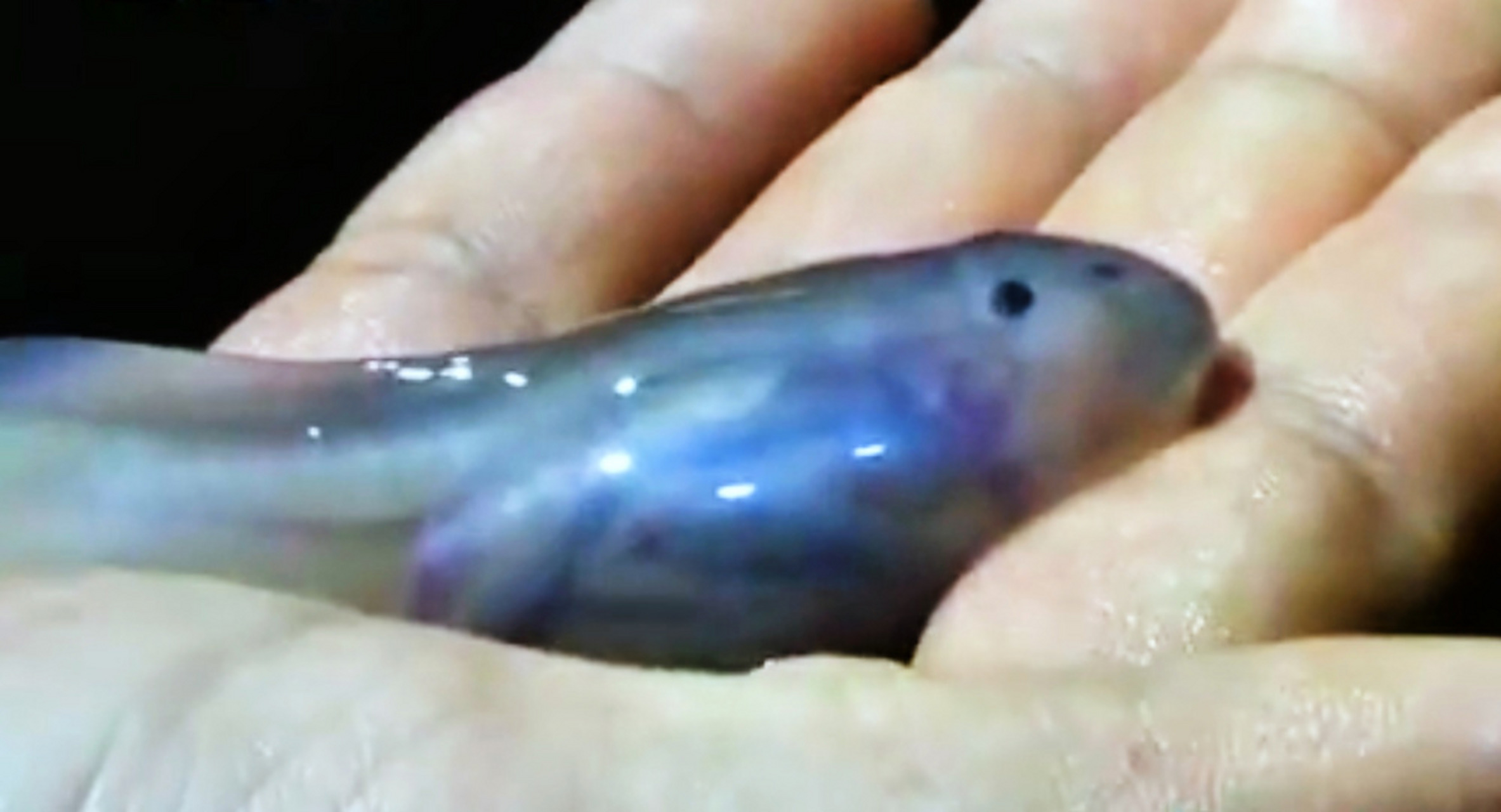 为什么卫星拍到的“巨型蝌蚪”让科学家们如此担忧？