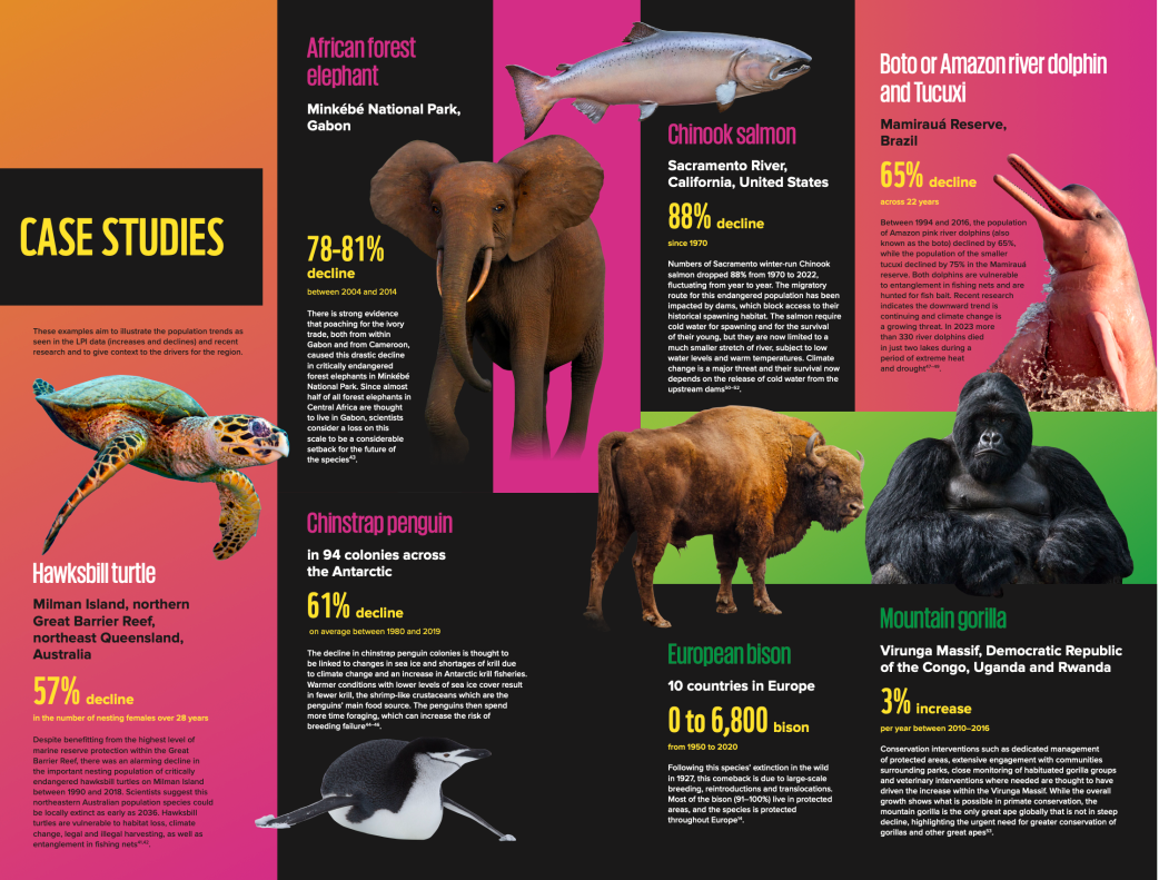 消失170年的鸟类再次出现，科学家：人类或已开启第...