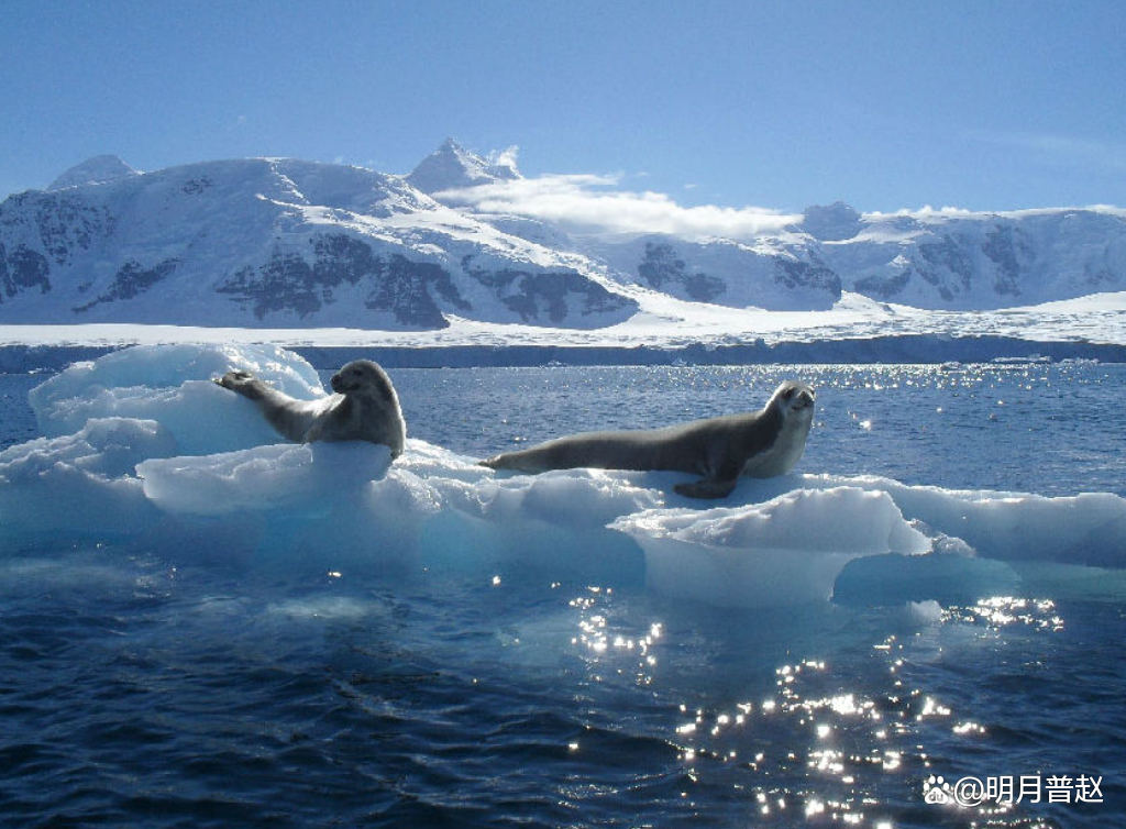 南极冰盖下藏着什么秘密？这些惊人发现你绝对想不到！