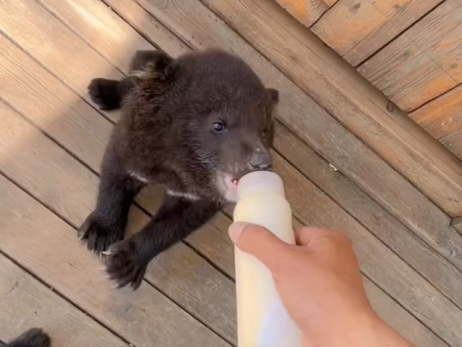 蓝鲸的孩子究竟是怎么喝奶呢？会喝下海水和乳汁勾兑的...