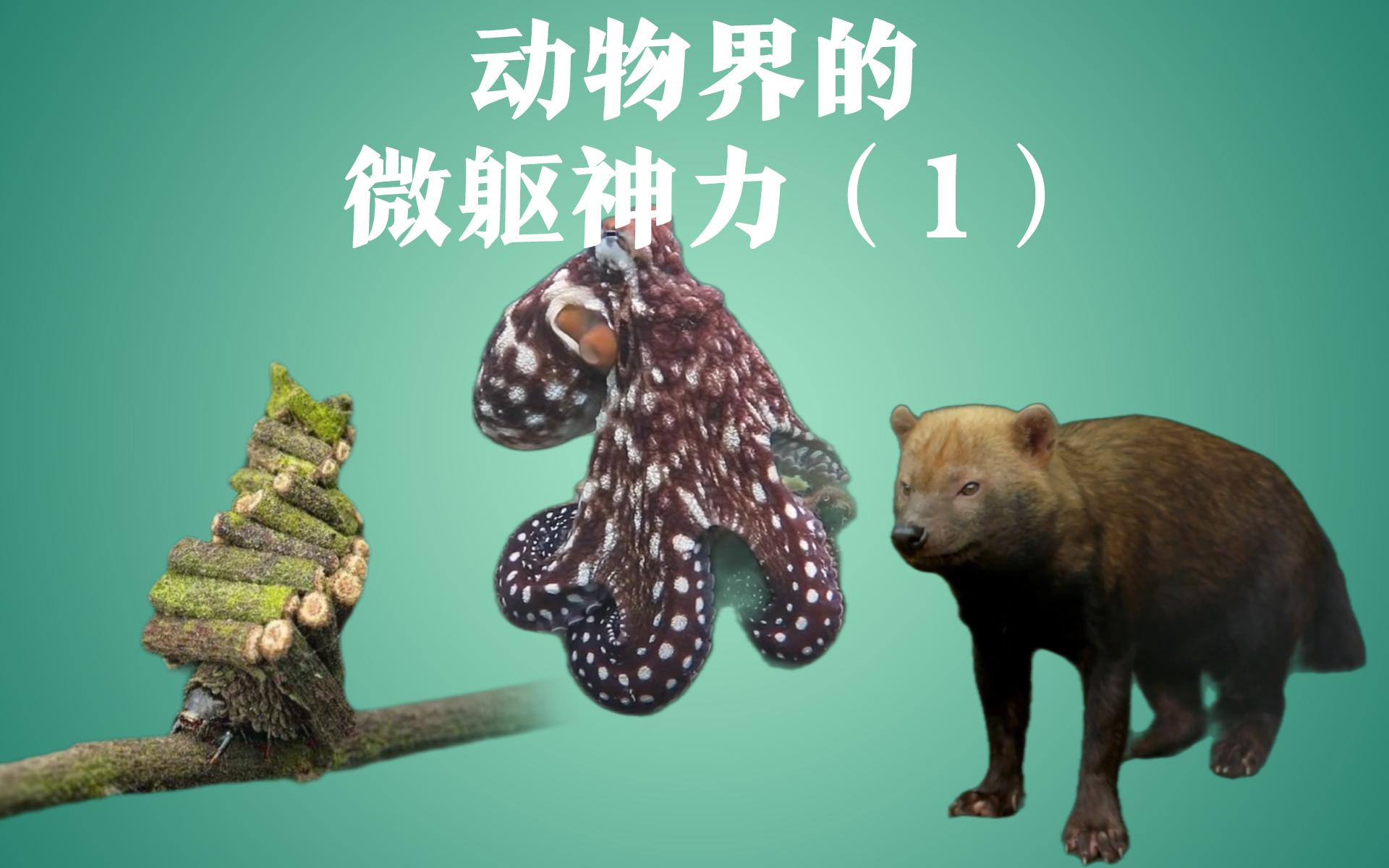 鲨鱼真的能闻到几公里外的血腥味吗？它们为什么会攻击人类？