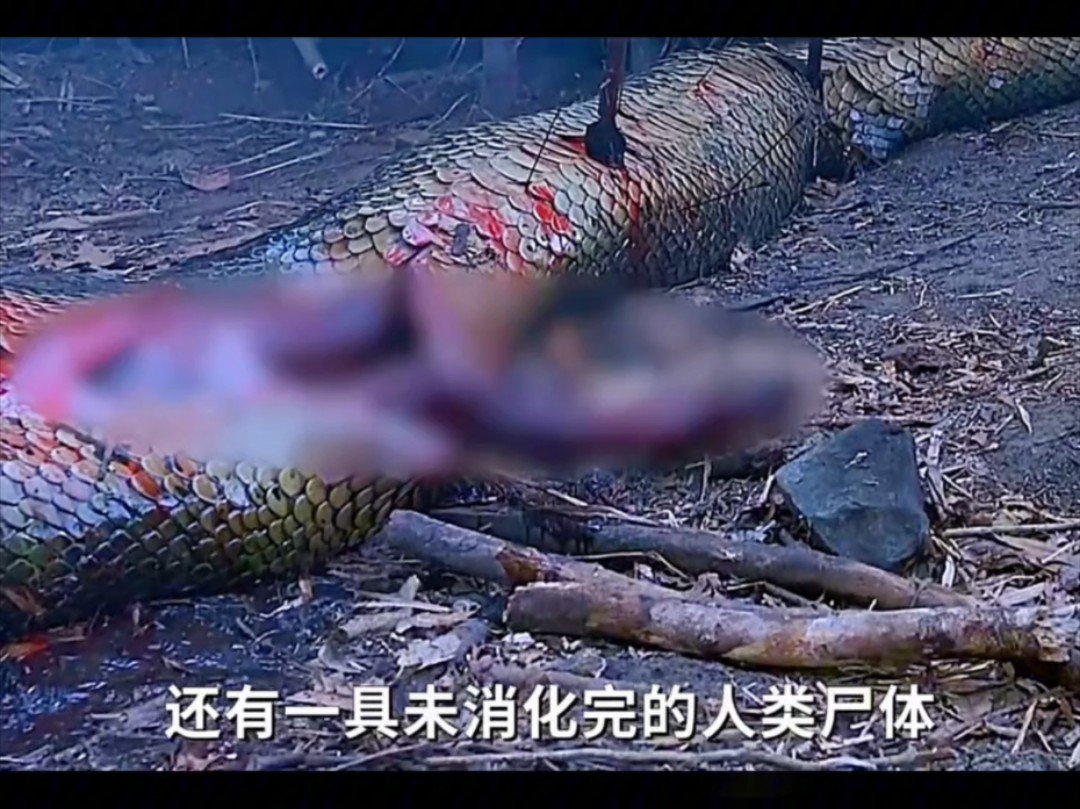 人类能不能用匕首在蟒蛇肚子里自救?...