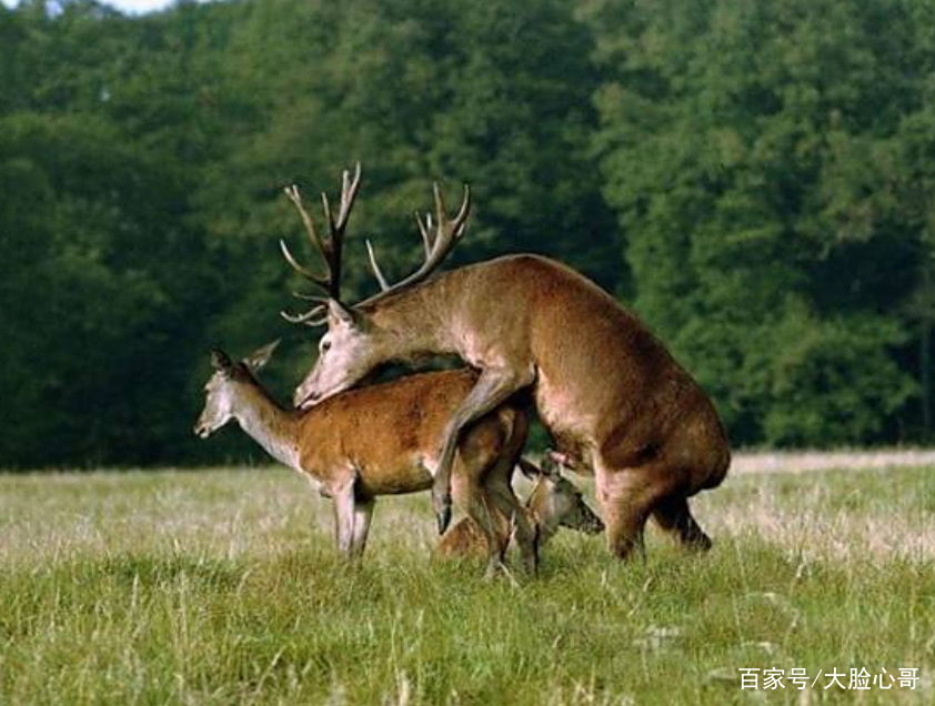 动物回交伦理道德问题 人类为什么让动物回交