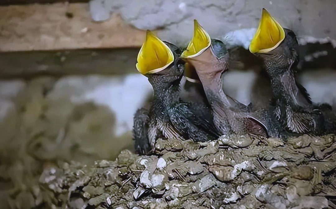 小燕子为啥会掉出巢穴？老人又为何不让我们捡掉落的小...