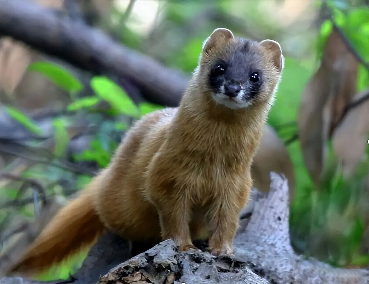 老人常说黄鼠狼不能杀，有何科学依据？...